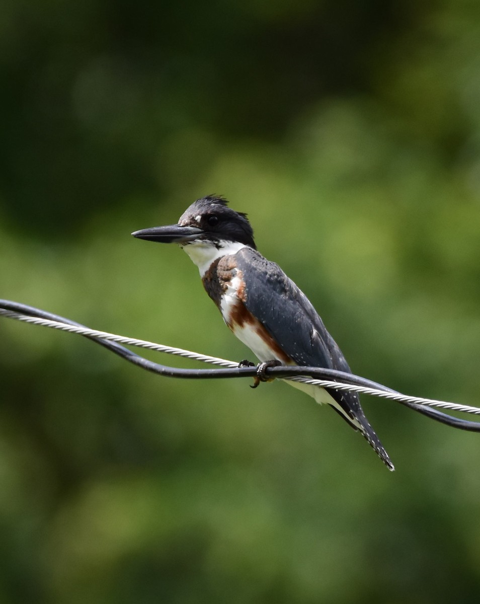 Belted Kingfisher - ML273369331