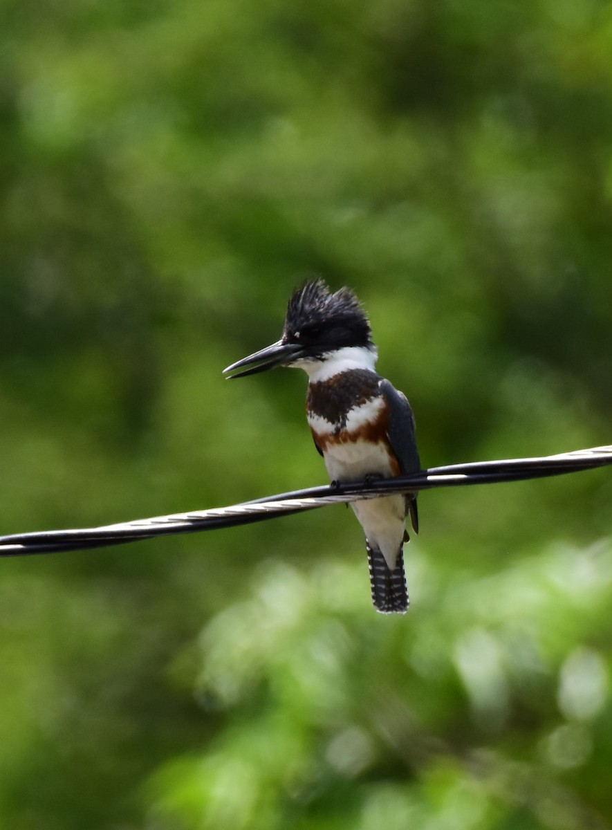 Belted Kingfisher - ML273369371