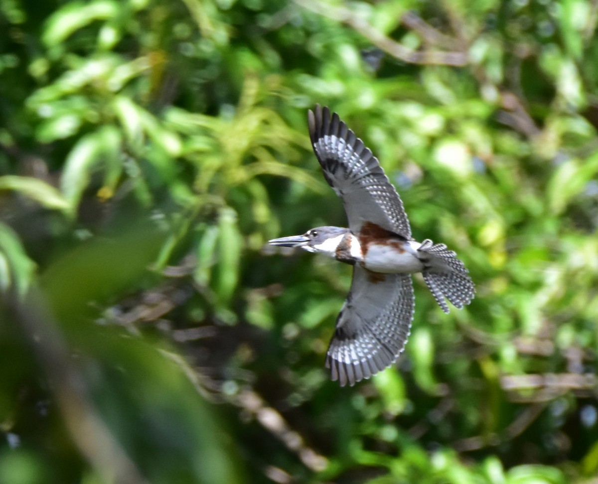 Belted Kingfisher - Gabriel Cordón