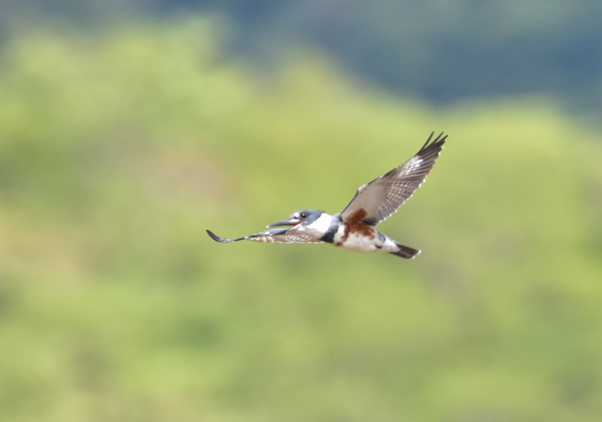 Belted Kingfisher - ML273369431