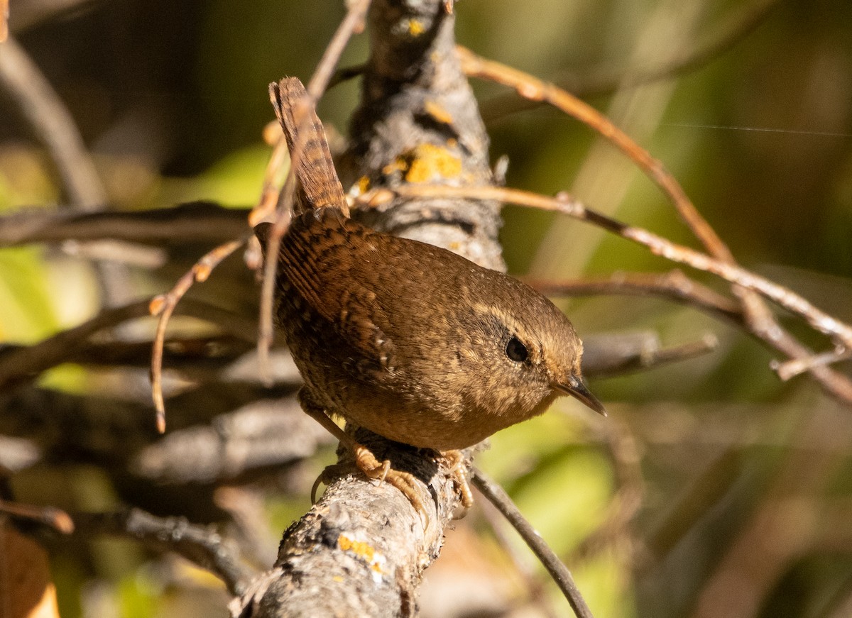 Pacific Wren - ML273369741