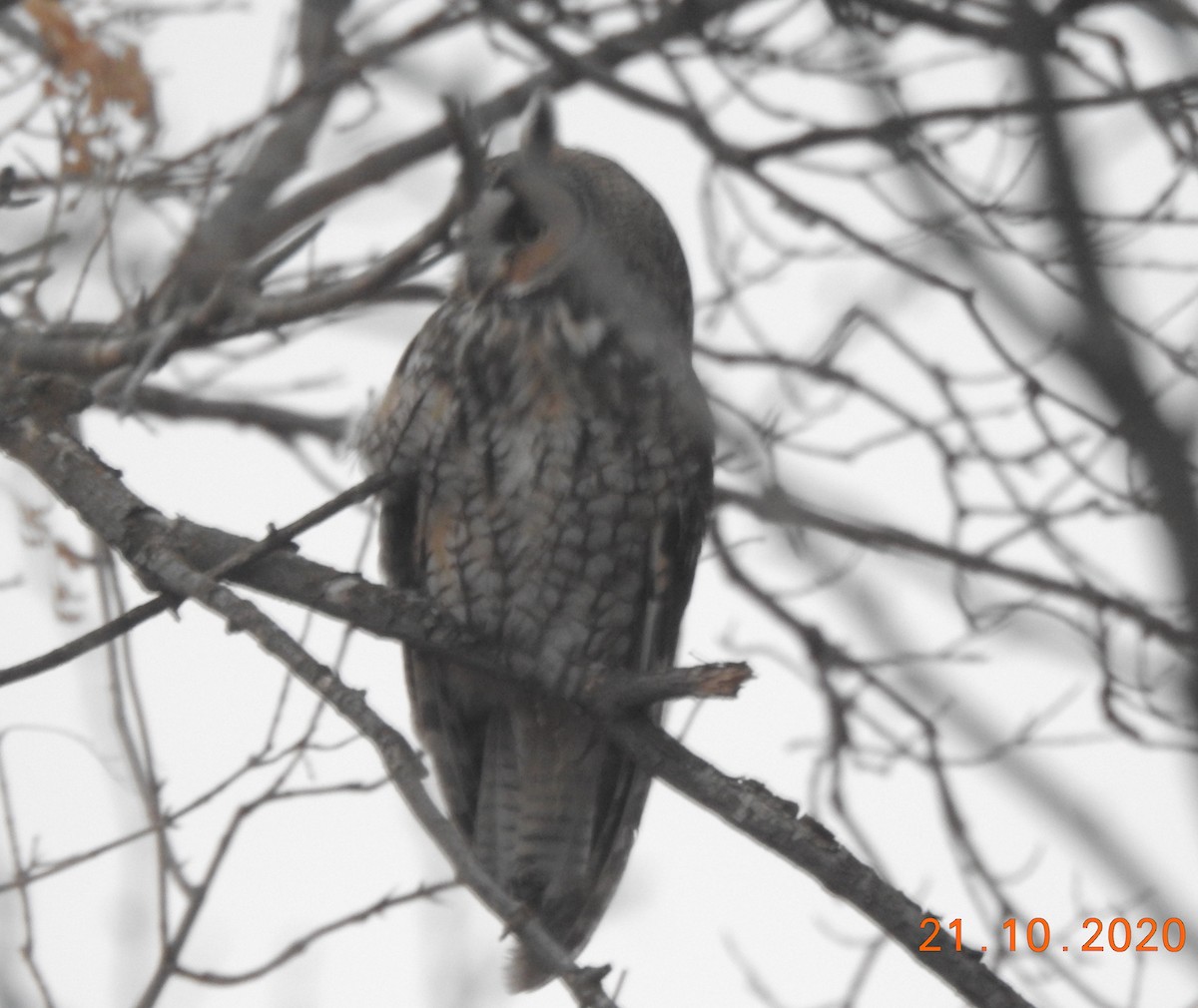 Long-eared Owl - ML273370481
