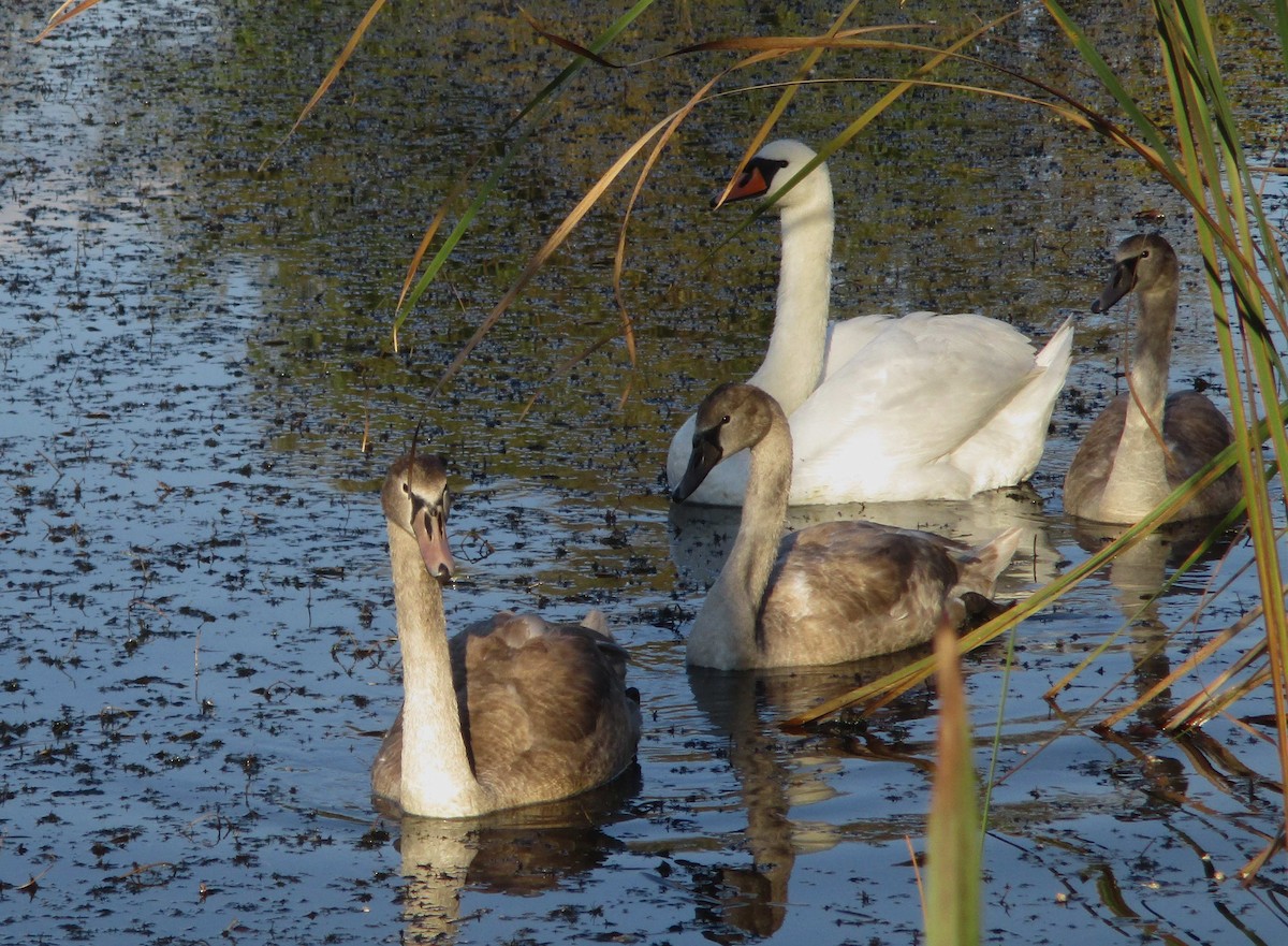 Хуруут хун - ML273370791