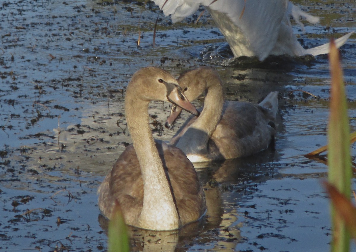 Хуруут хун - ML273370861