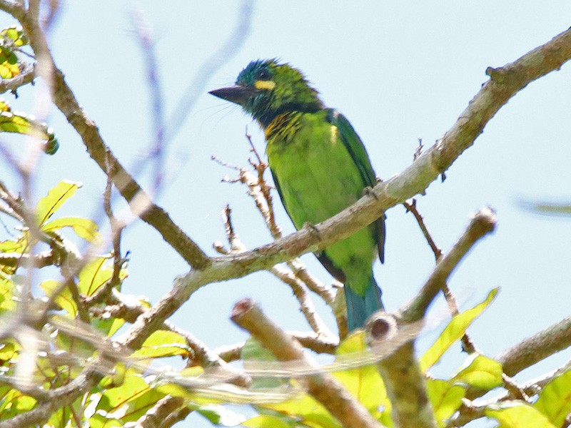 【鳥剥製】アオミミゴシキドリ yellow-eared barbet 標本 Photos - Yellow-eared Barbet - Psilopogon australis - Birds of the