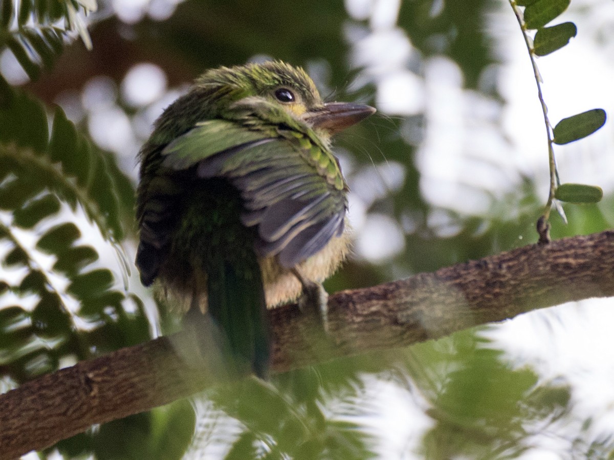 Photos - Yellow-eared Barbet - Psilopogon australis - Birds of the