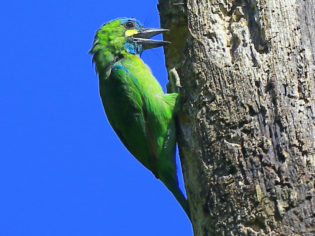 Yellow-eared Barbet - eBird