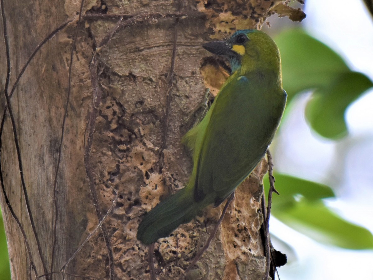 Photos - Yellow-eared Barbet - Psilopogon australis - Birds of the