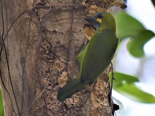 Yellow-eared Barbet - Psilopogon australis - Birds of the World