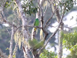  - Buru Racquet-tail