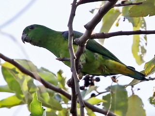  - Buru Racquet-tail