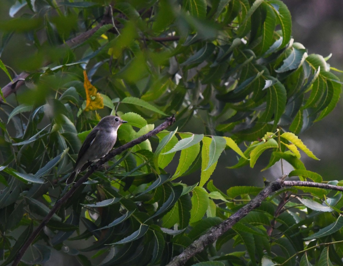 Taiga Flycatcher - SAMRAT CHOWDHURY