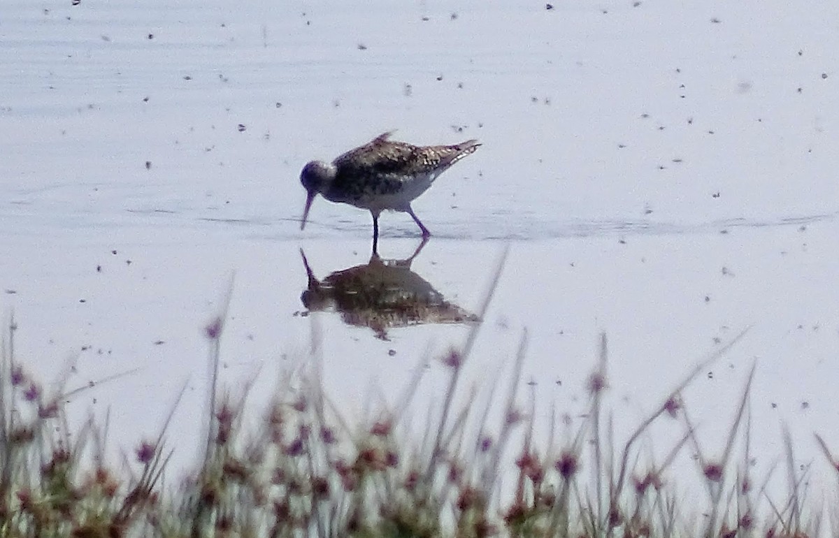 Lesser Yellowlegs - ML27337561