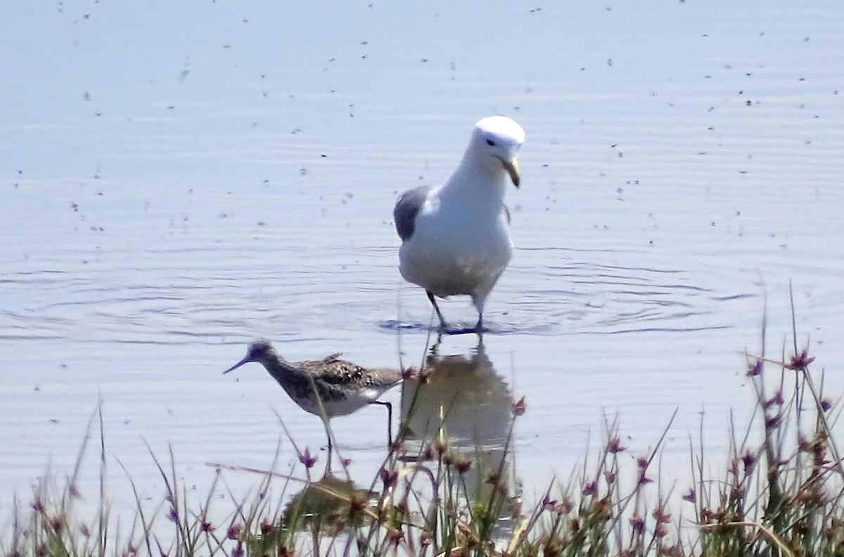 Lesser Yellowlegs - ML27337571