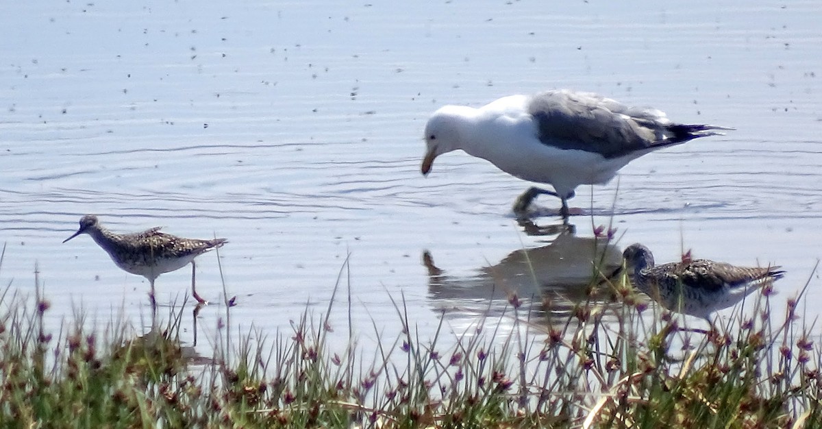 Lesser Yellowlegs - ML27337581