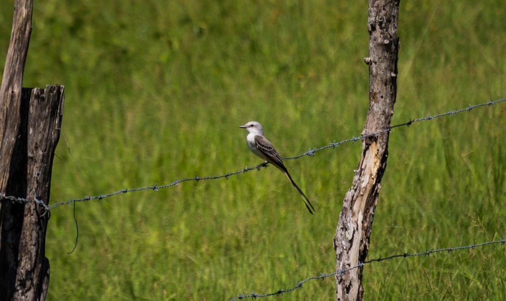 Scissor-tailed Flycatcher - Uriel Mtnez