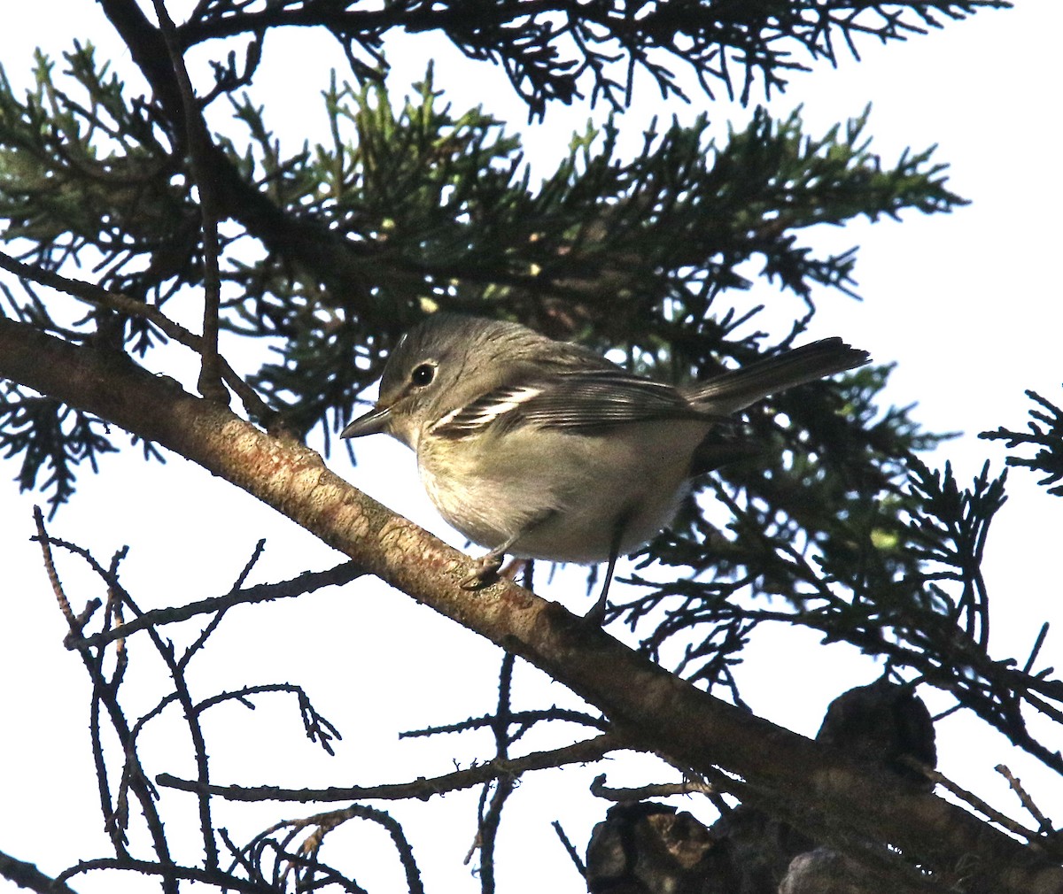 Vireo Plomizo - ML273377881