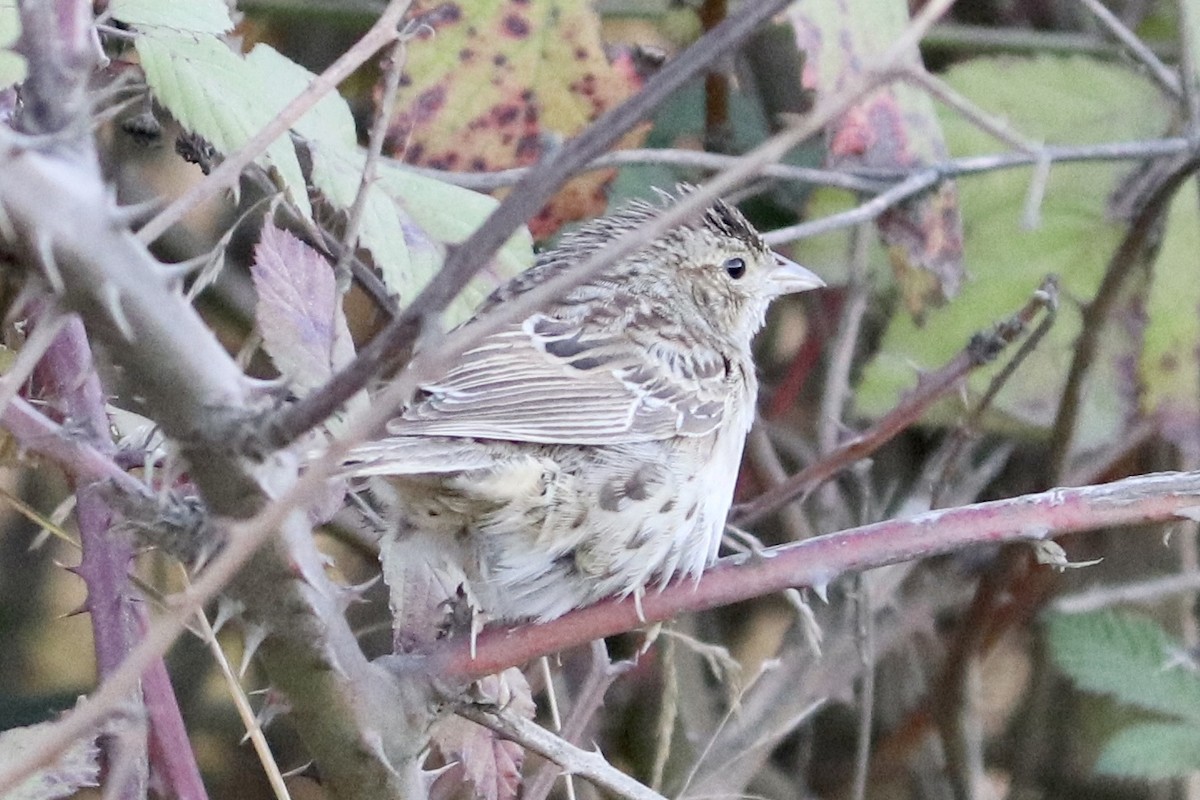 Cassin's Sparrow - ML273378891