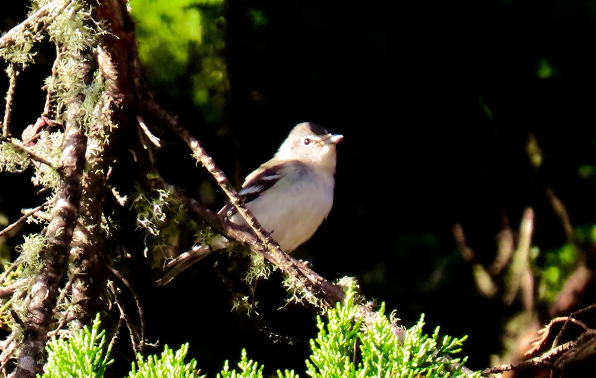 Vireo Plomizo - ML273378991