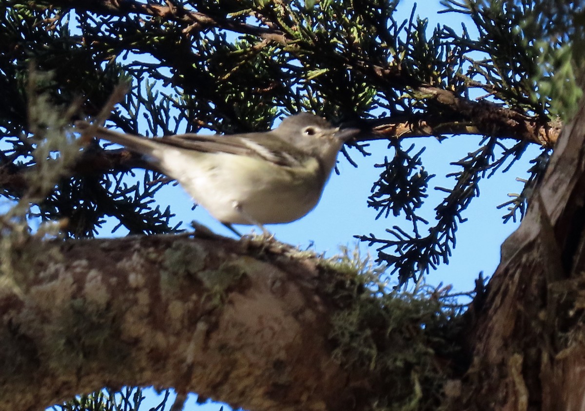 Plumbeous Vireo - ML273379031