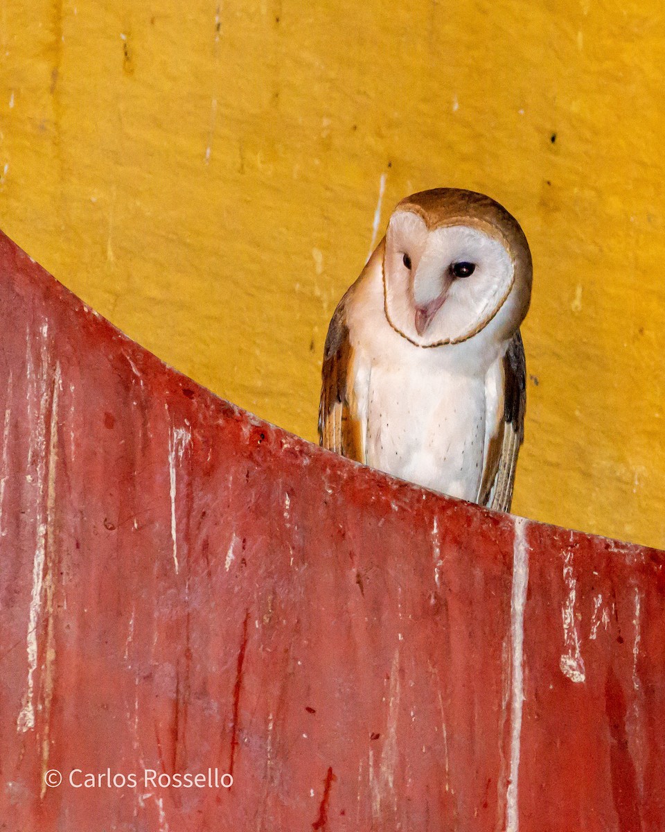 Barn Owl - Carlos Rossello