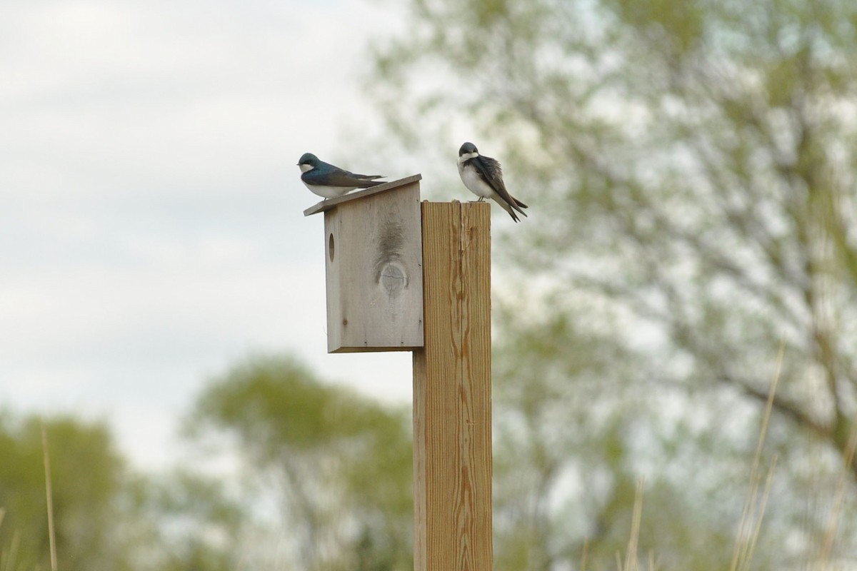 Tree Swallow - ML27337971