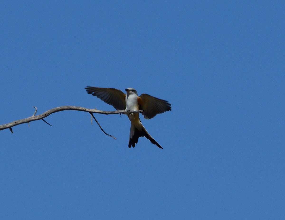 Scissor-tailed Flycatcher - ML273380011