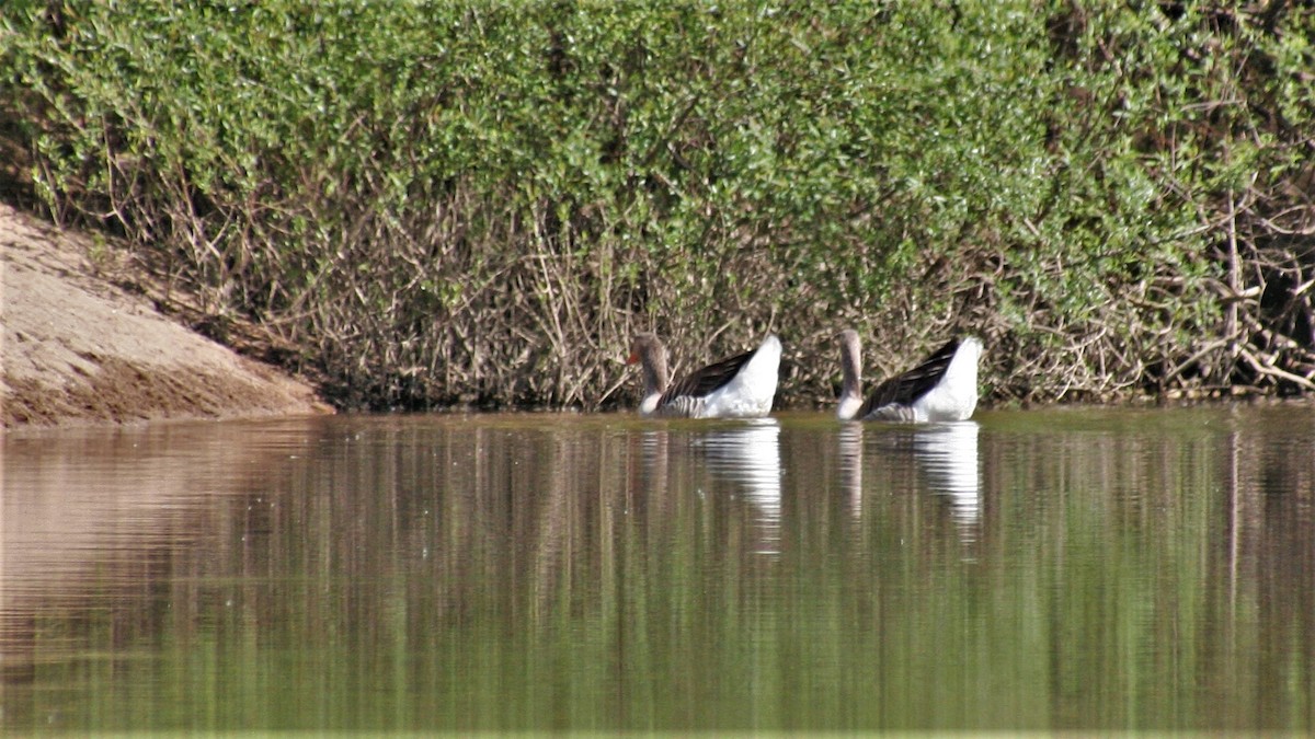 Graylag Goose (Domestic type) - ML273381051