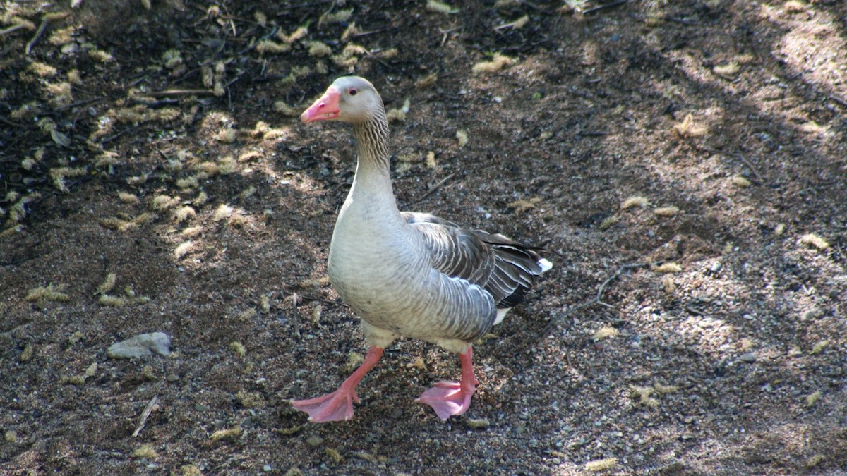 Graylag Goose (Domestic type) - Germen Postma