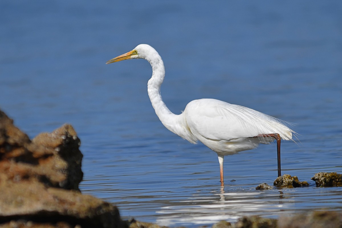 Great Egret - ML273382521