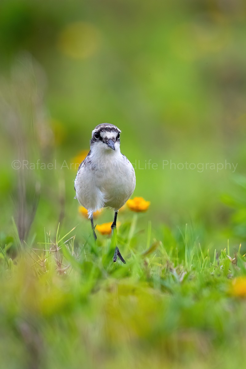 St. Helena Plover - ML273382771