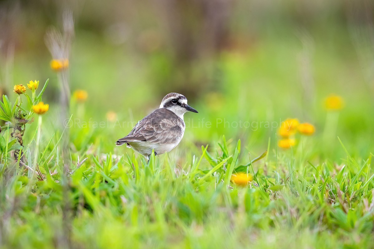 St. Helena Plover - ML273382781