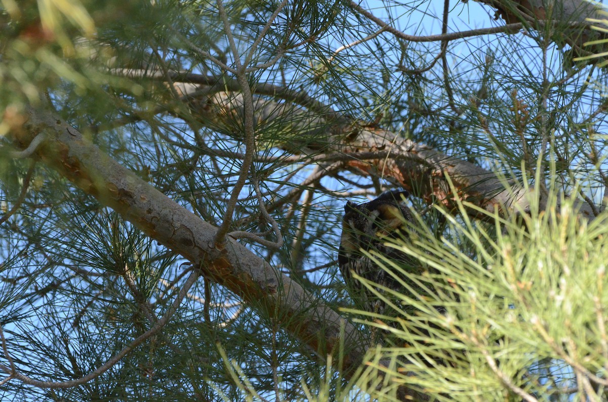 Long-eared Owl - ML27338371