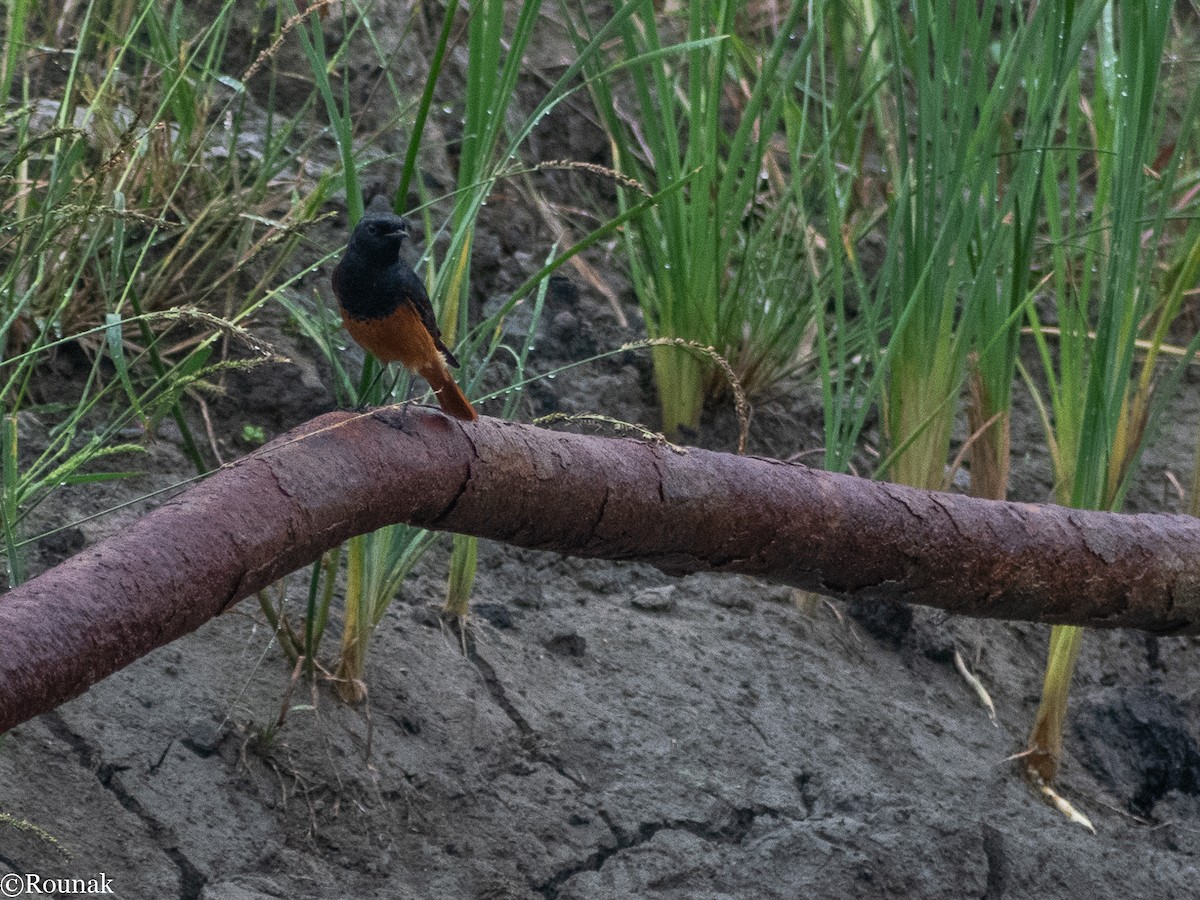 Black Redstart - ML273385541