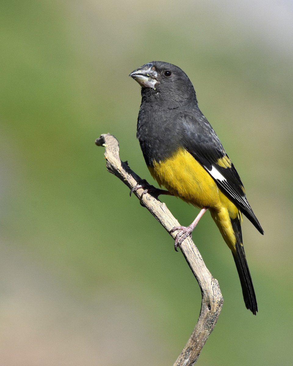 White-winged Grosbeak - Mehdi Ghorbani