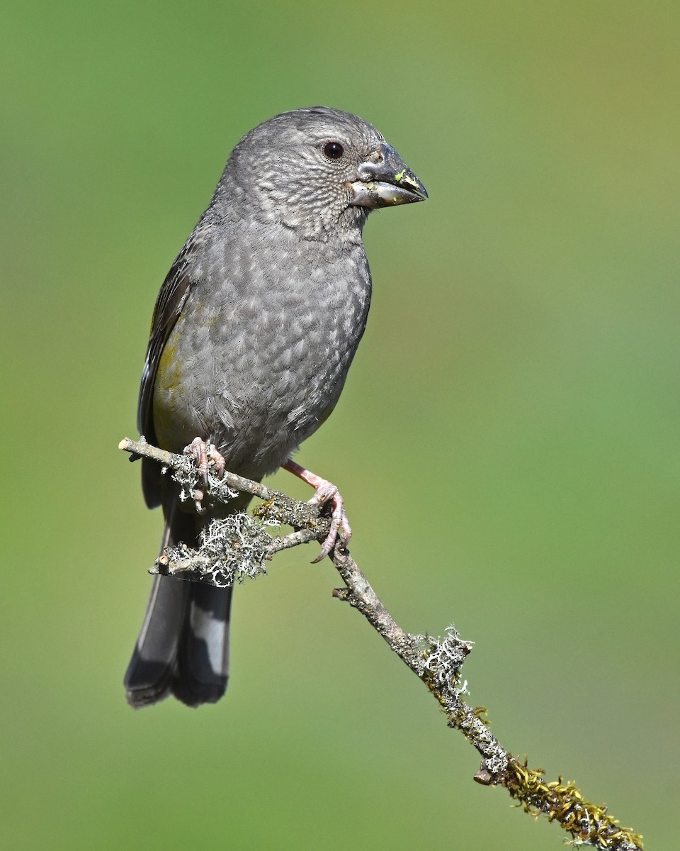 White-winged Grosbeak - ML273385851