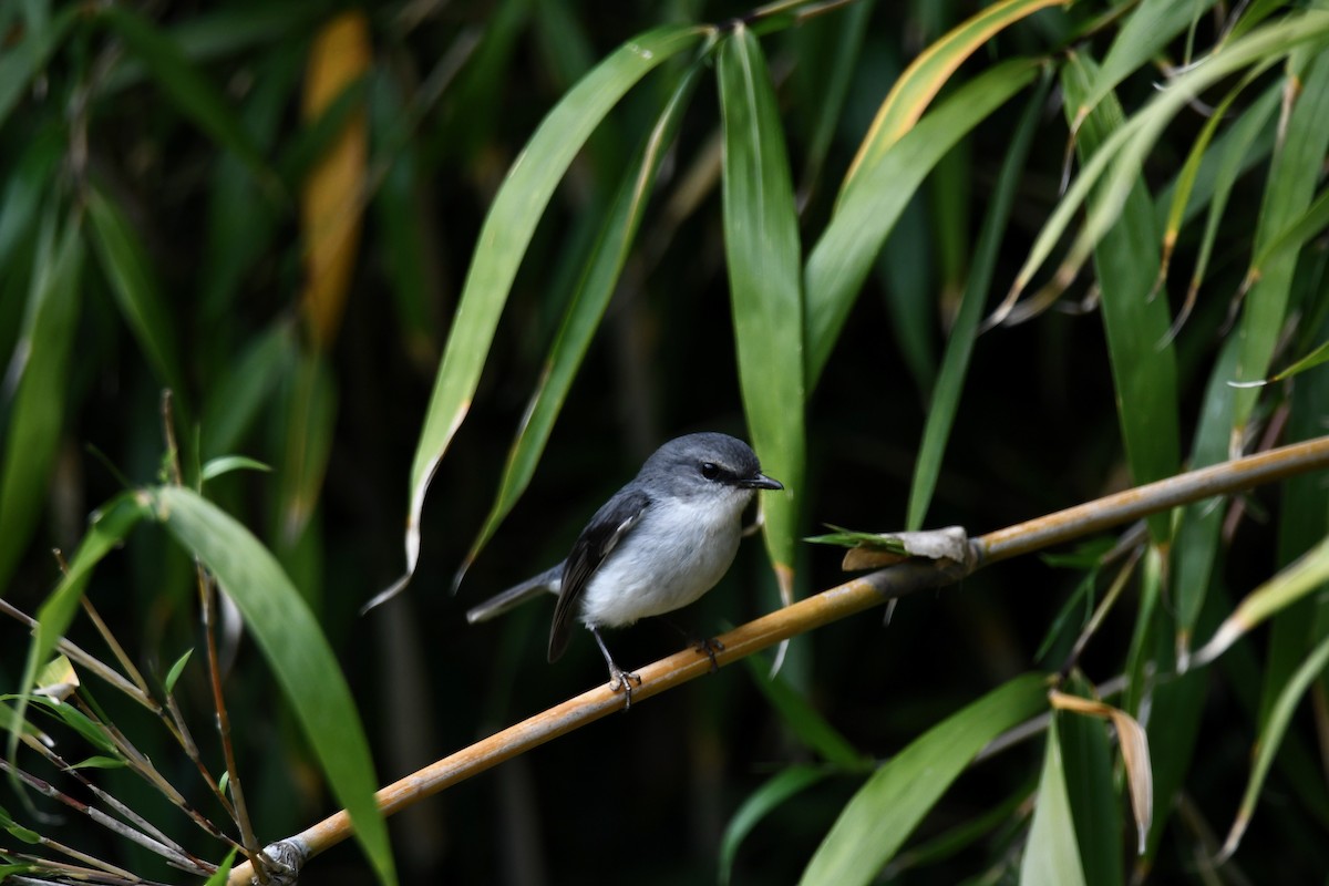 White-breasted Robin - ML273387391