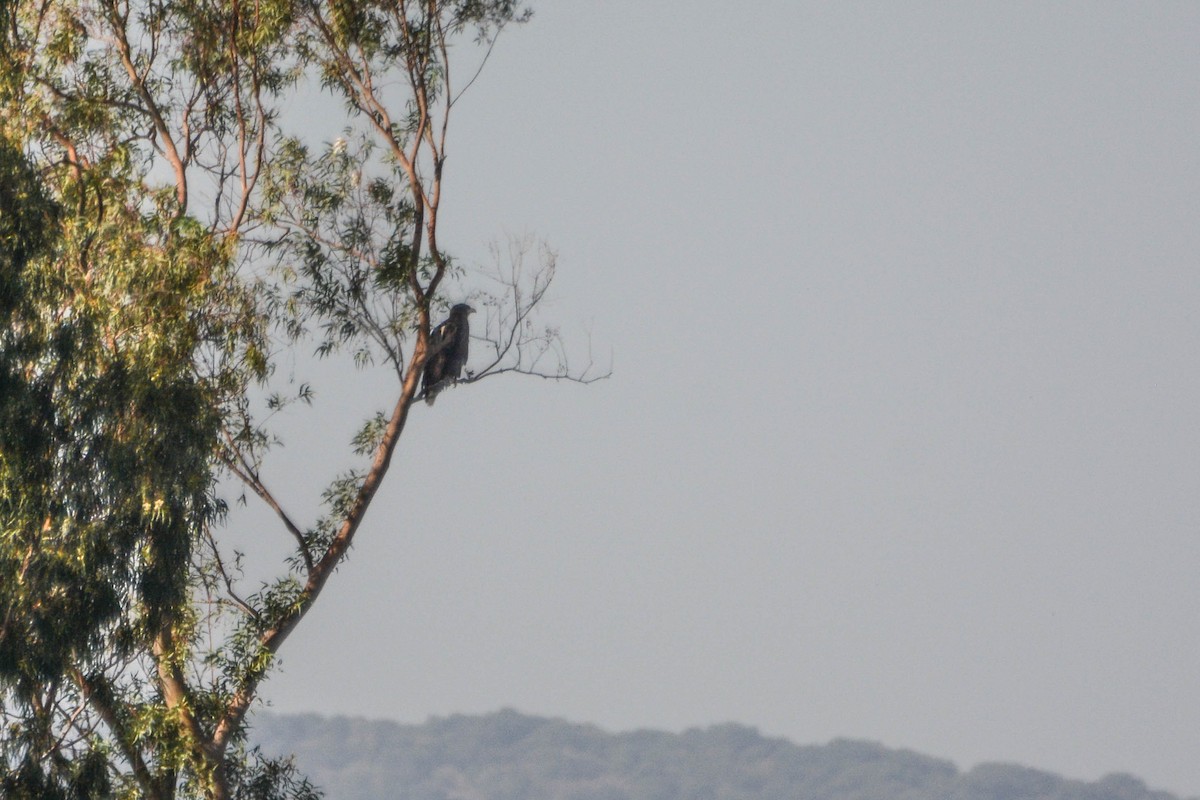 White-tailed Eagle - ML273387481