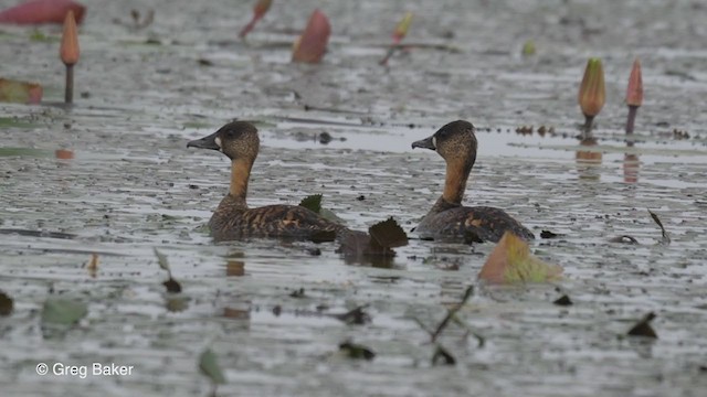 Dendrocygne à dos blanc - ML273387641