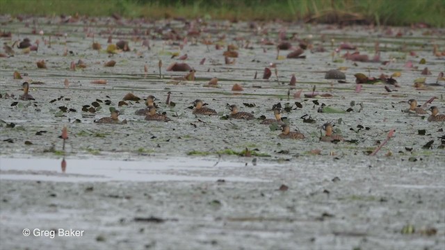 White-backed Duck - ML273387681