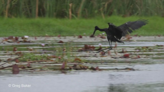 African Openbill - ML273387731