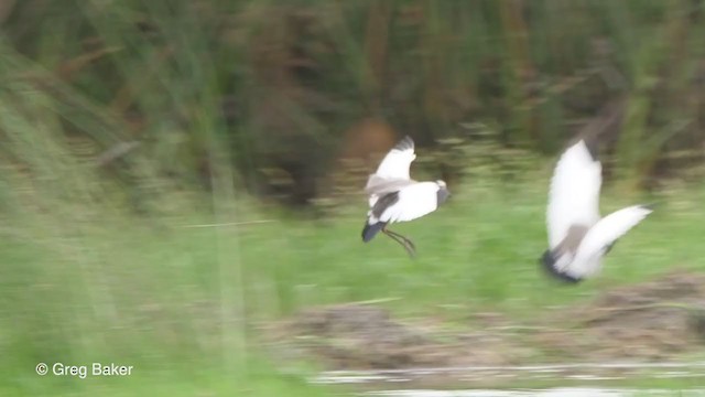 Long-toed Lapwing - ML273387811