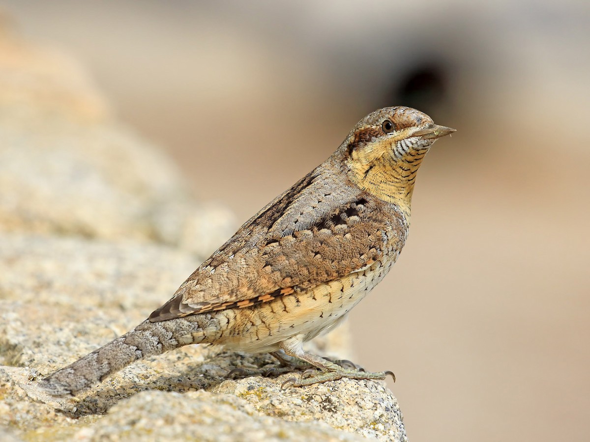 Eurasian Wryneck - ML273388351