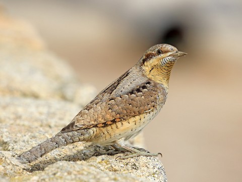 Photos - Eurasian Wryneck - Jynx torquilla - Birds of the World