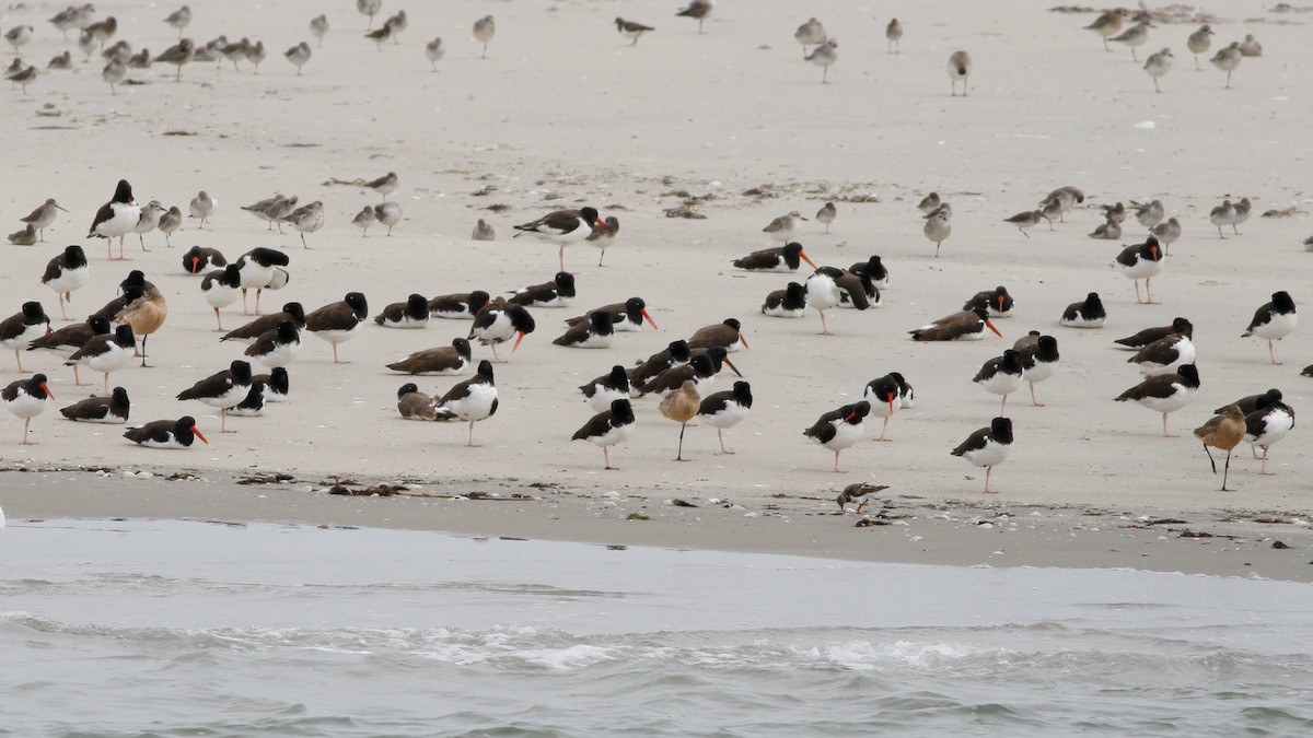 Marbled Godwit - Jonathan DeBalko