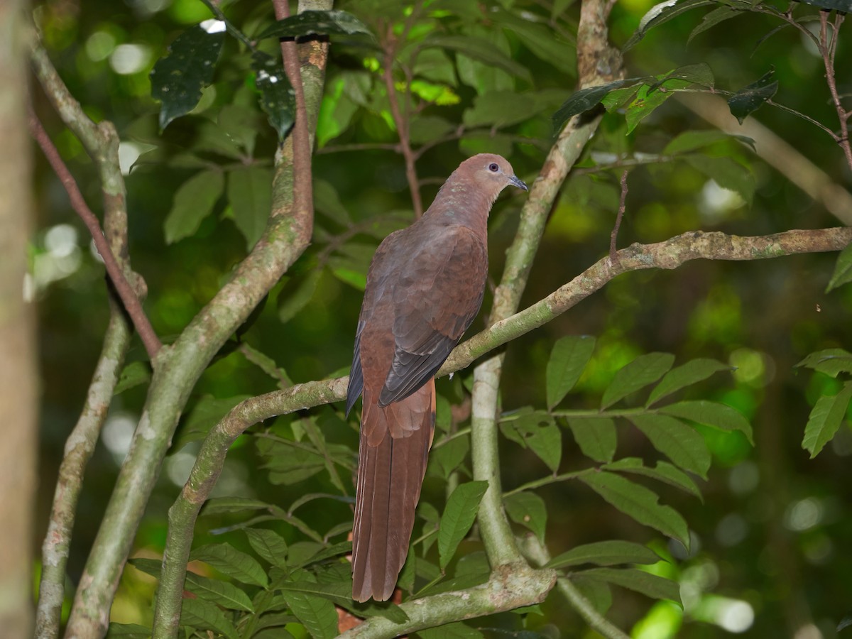 Brown Cuckoo-Dove - ML273388781