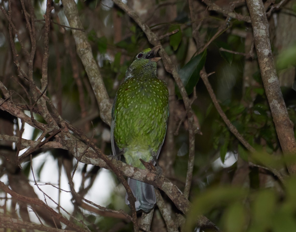 Green Catbird - ML273388821