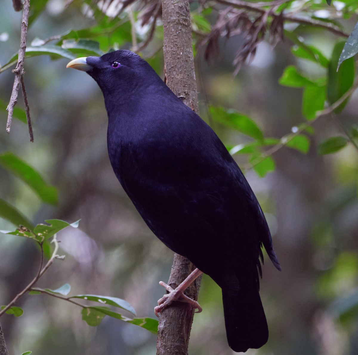 Satin Bowerbird - ML273388851