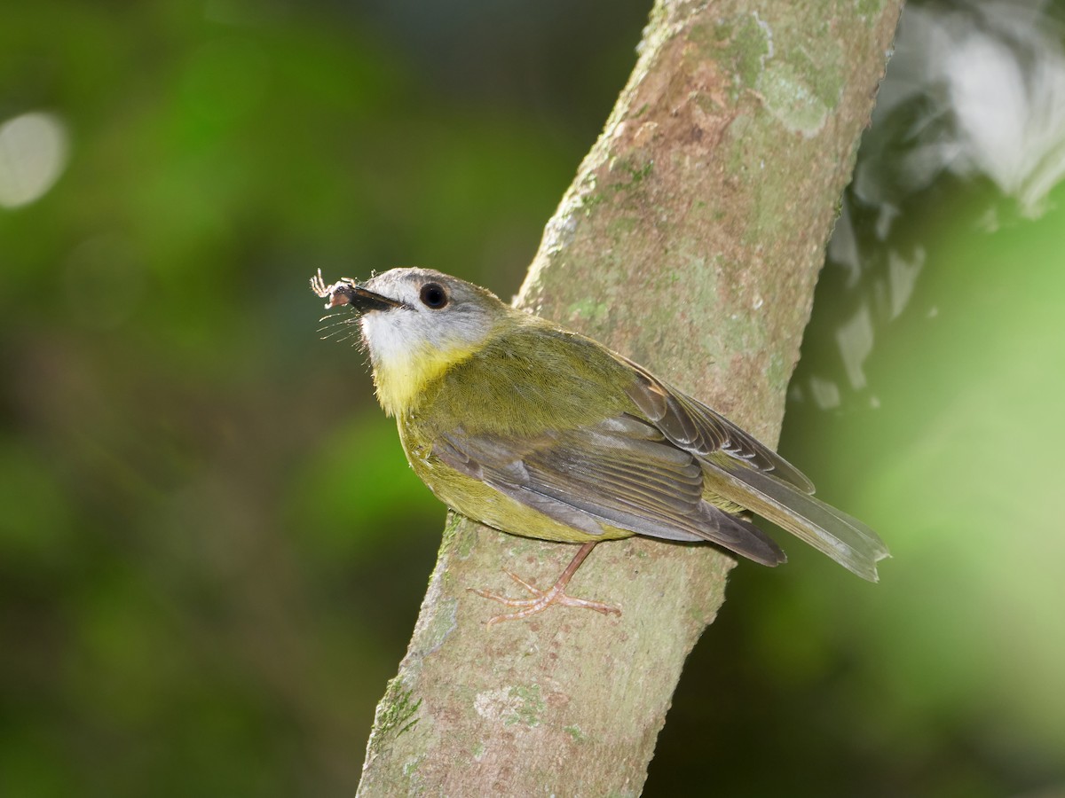 Pale-yellow Robin - ML273389171