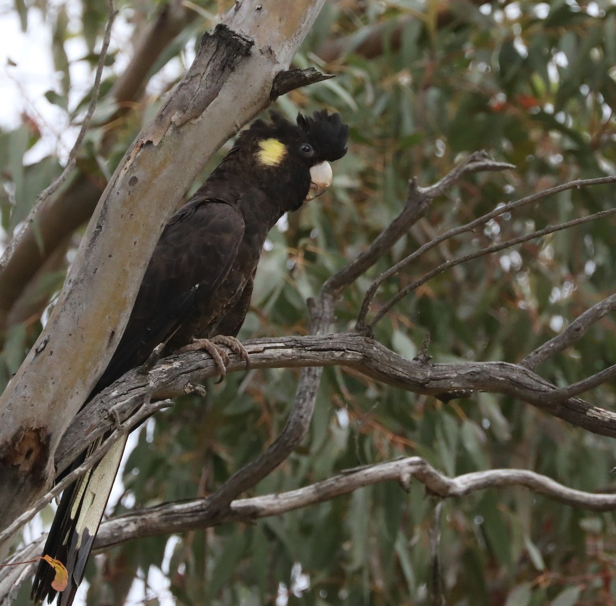 Yellow-tailed Black-Cockatoo - ML273389181